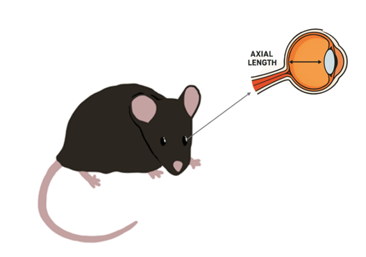 Illustration of axial length measured in a SWS mouse model.