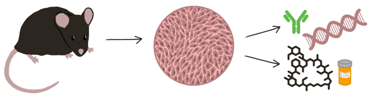 Illustration of cell culture from SWS mouse model studied in terms of endothelial cell function.
