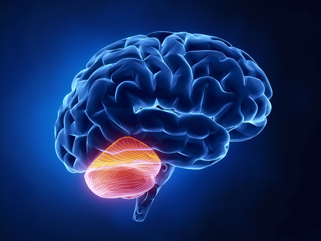 A blue brain against a black backdrop. A highlighted red area appears towards the base of the brain.